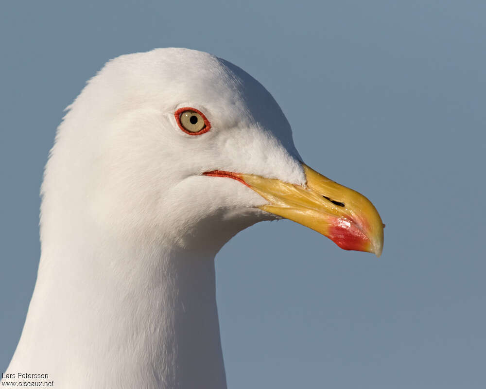 Goéland leucophéeadulte, portrait