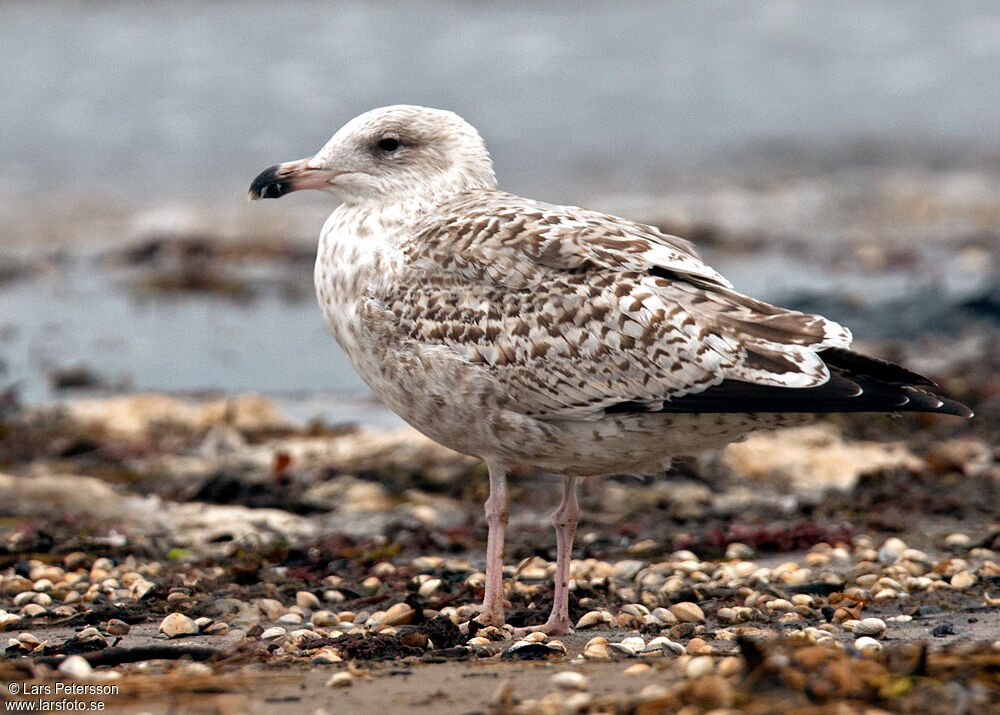 Great Black-backed Gull