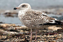 Great Black-backed Gull