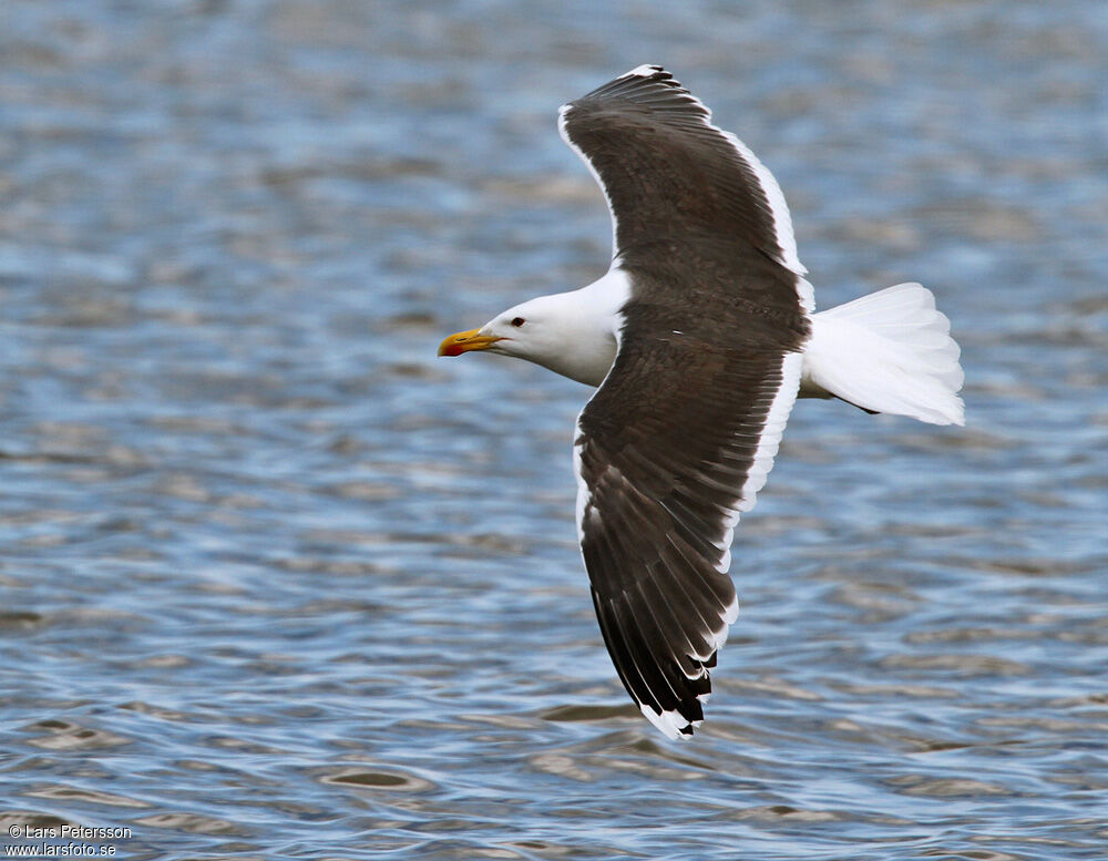 Great Black-backed Gull