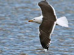 Great Black-backed Gull