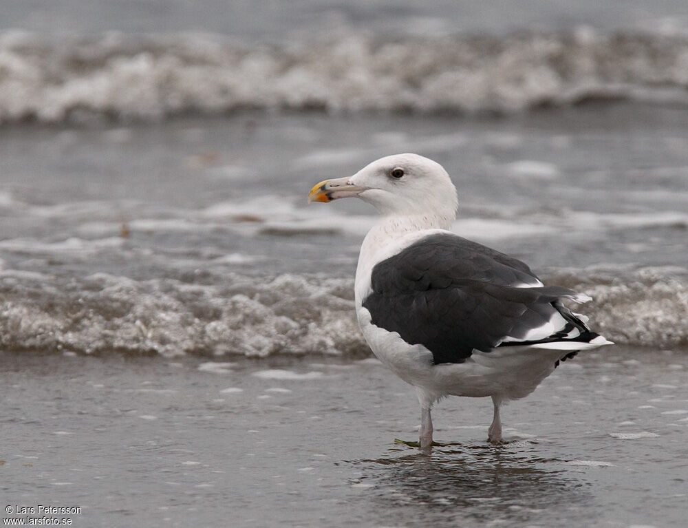 Great Black-backed Gull