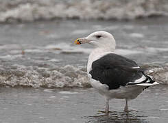 Great Black-backed Gull