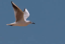 Slender-billed Gull