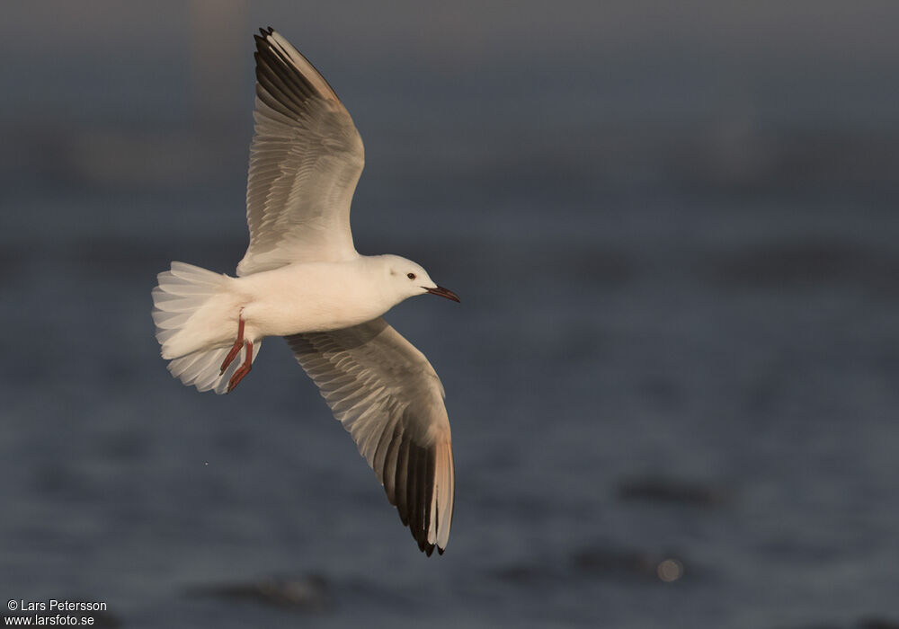 Slender-billed Gull