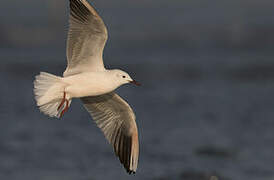 Slender-billed Gull