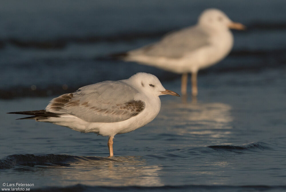 Slender-billed Gull