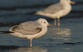 Slender-billed Gull