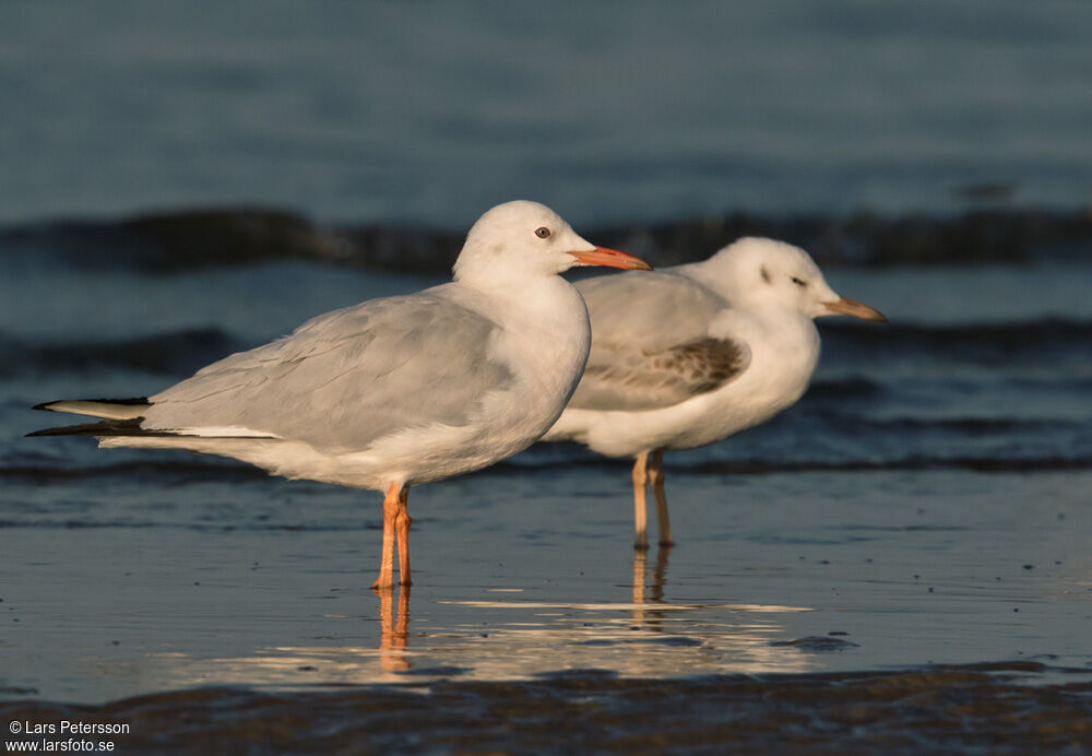 Slender-billed Gull