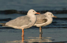 Slender-billed Gull