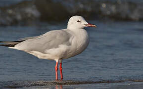 Slender-billed Gull