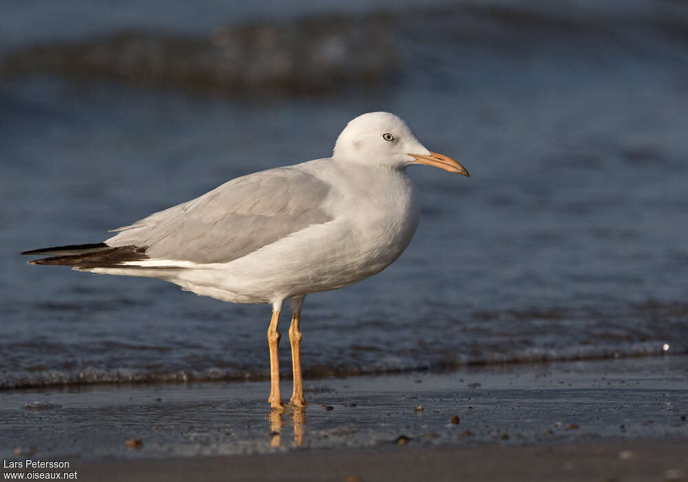 Slender-billed Gullimmature, identification