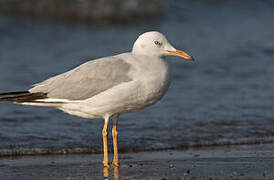 Slender-billed Gull