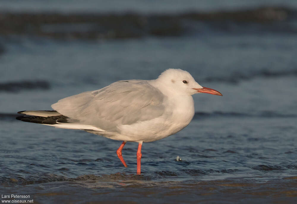 Goéland railleuradulte internuptial, identification