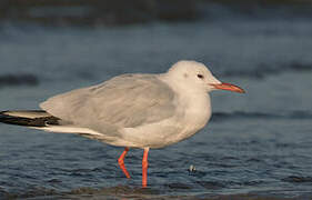 Slender-billed Gull