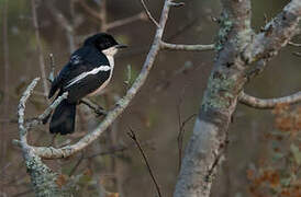 Swamp Boubou