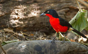 Black-headed Gonolek