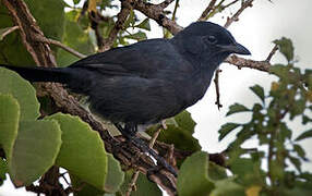 Slate-colored Boubou