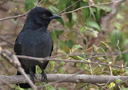 Slate-colored Boubou