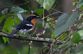 Braun's Bushshrike