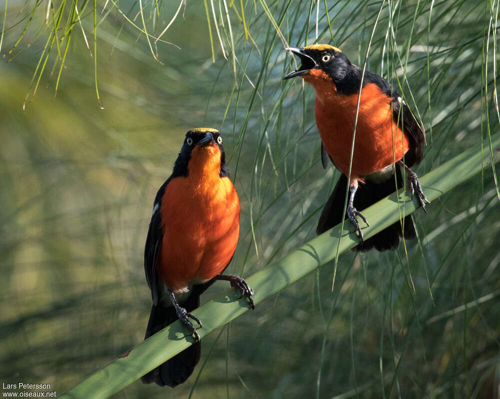 Papyrus Gonolekadult