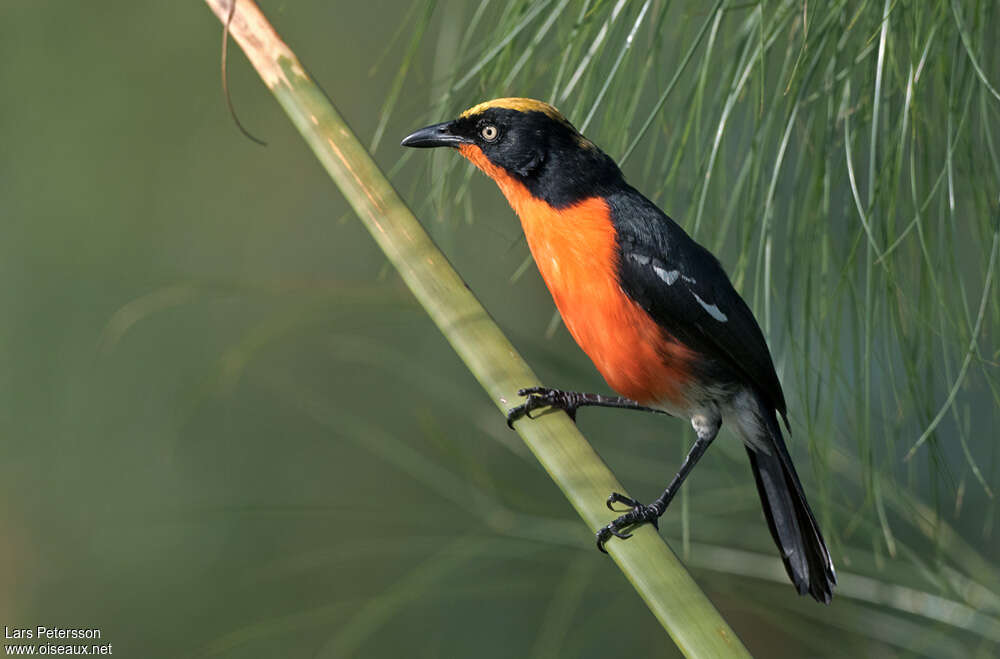 Papyrus Gonolekadult, identification