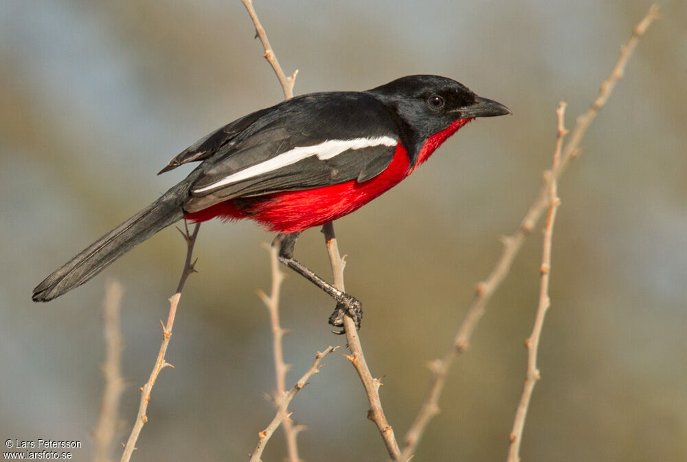 Gonolek rouge et noir