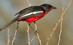 Gonolek rouge et noir