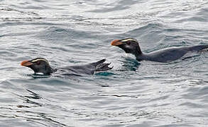 Fiordland Penguin