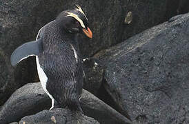 Fiordland Penguin