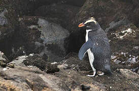 Fiordland Penguin