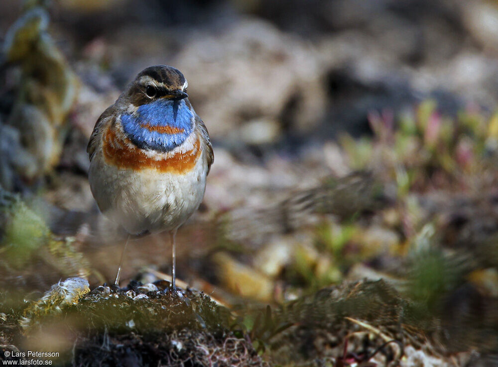 Bluethroat