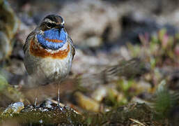 Bluethroat