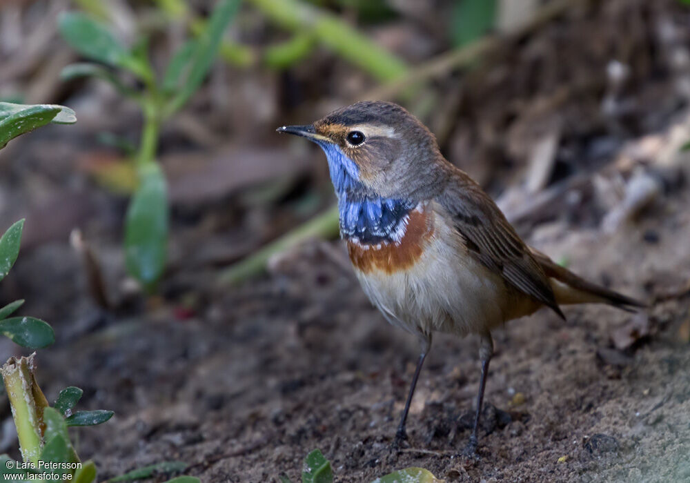 Bluethroat