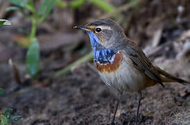 Bluethroat