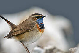 Bluethroat