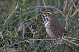 Bluethroat