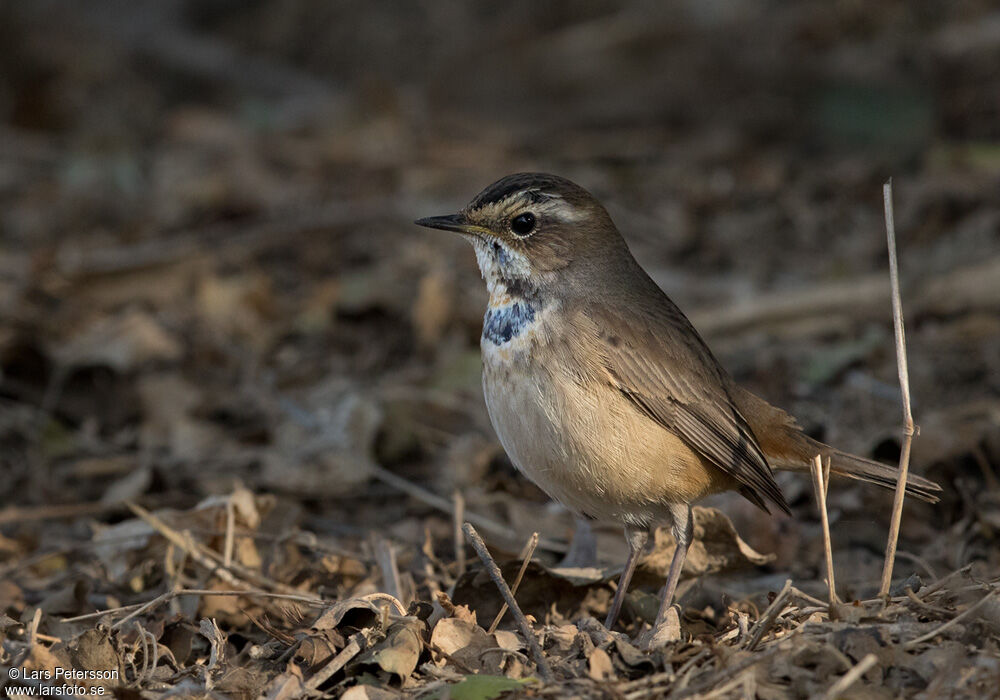 Bluethroat