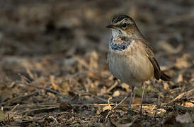 Bluethroat