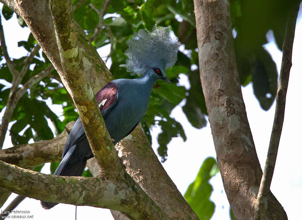 Western Crowned Pigeonadult, habitat, pigmentation