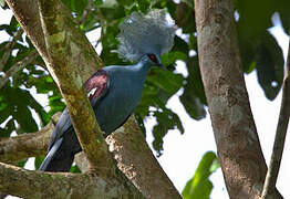 Western Crowned Pigeon