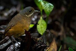 Moustached Antpitta