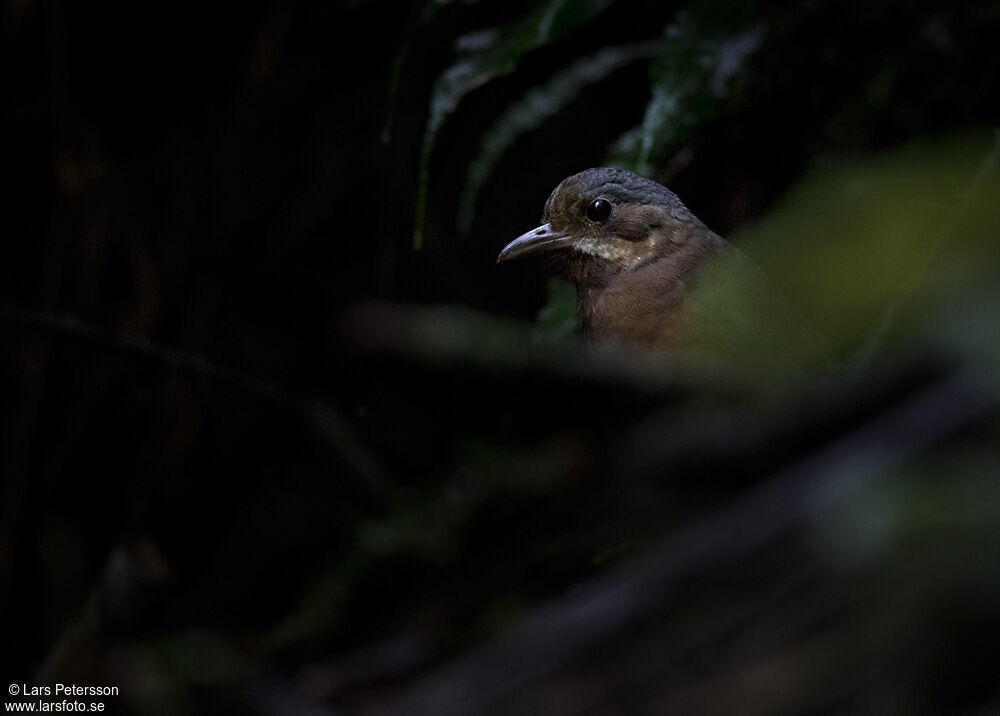 Moustached Antpitta