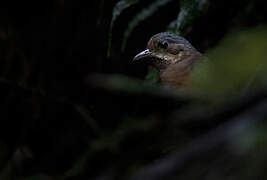 Moustached Antpitta