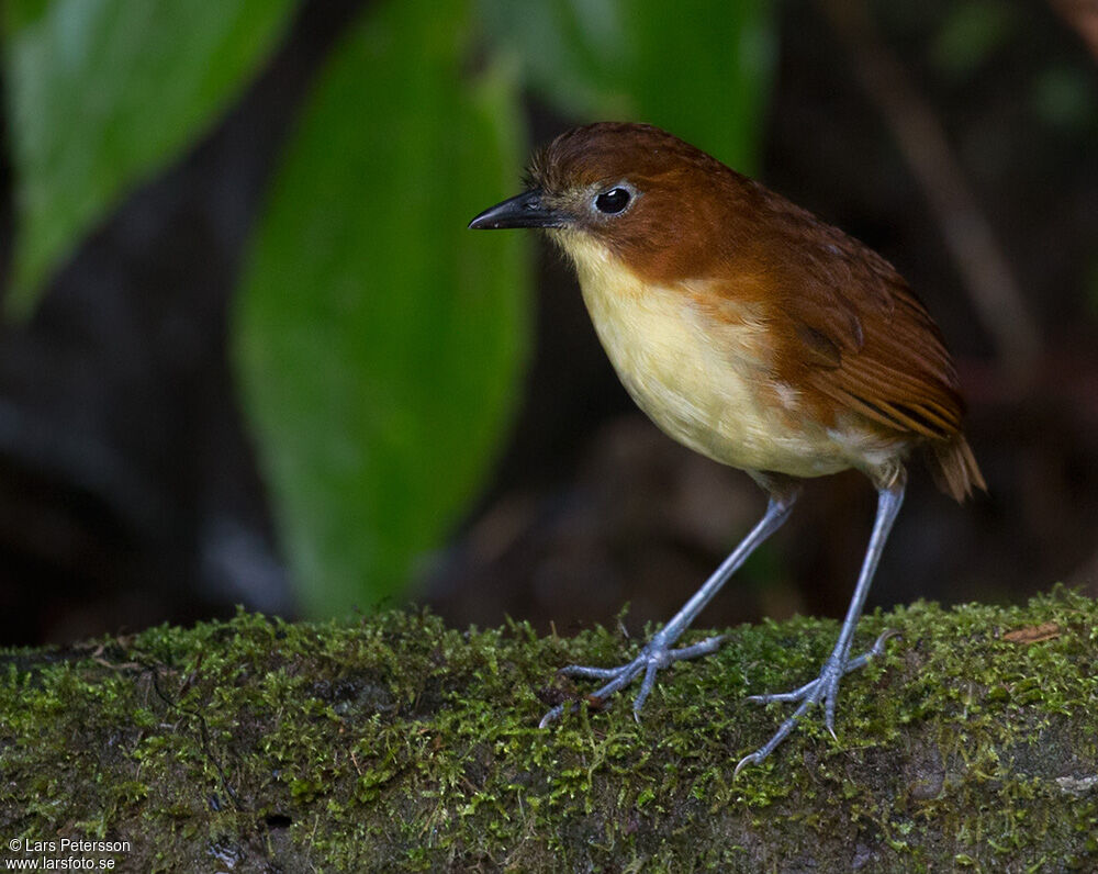 Yellow-breasted Antpitta