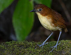 Yellow-breasted Antpitta