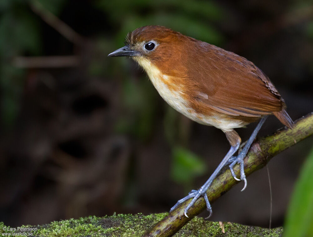 Yellow-breasted Antpitta