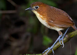 Yellow-breasted Antpitta