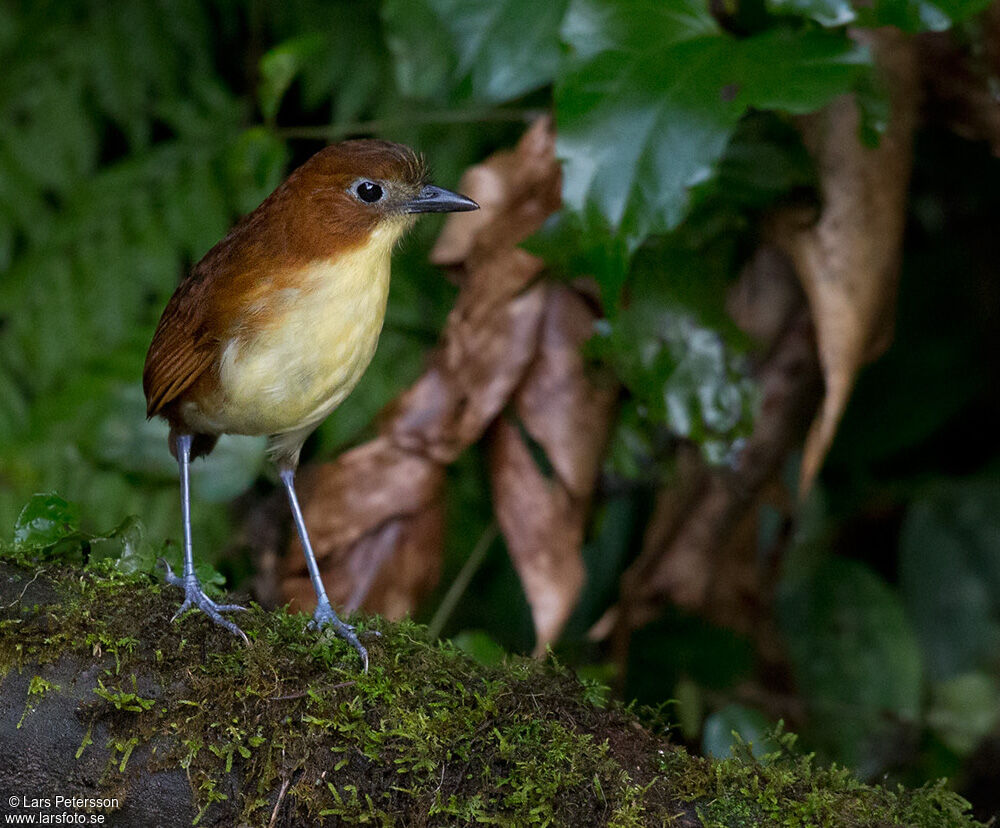 Yellow-breasted Antpitta