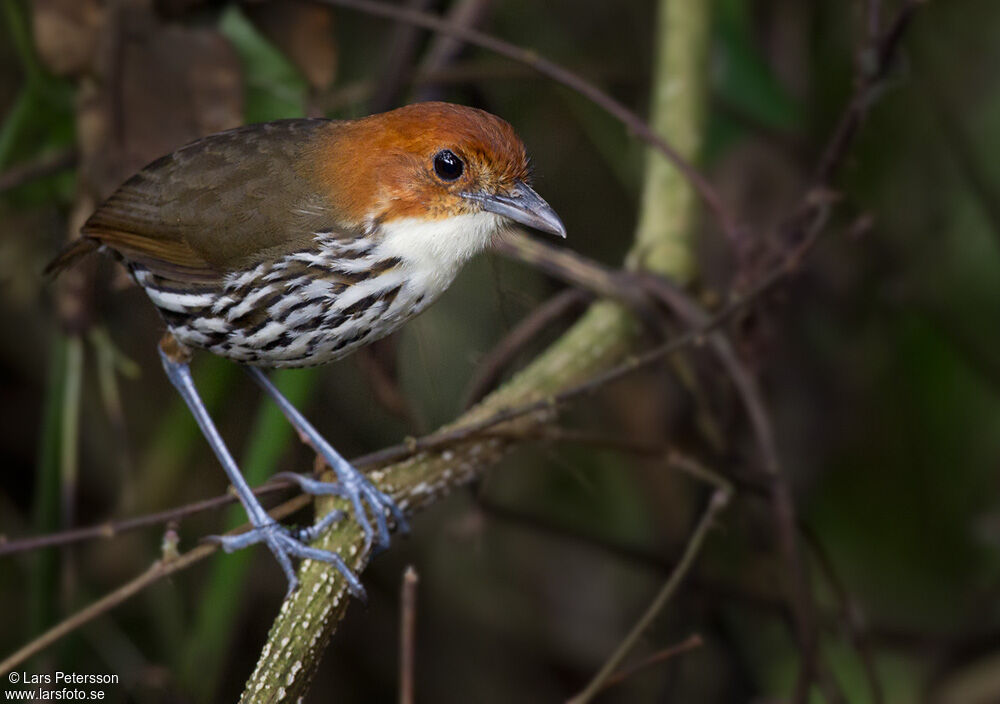 Chestnut-crowned Antpitta